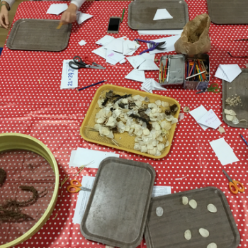 Atelier des mains vertes - Bibliothèque de Cabestany