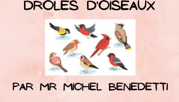 Conférence sur les oiseaux