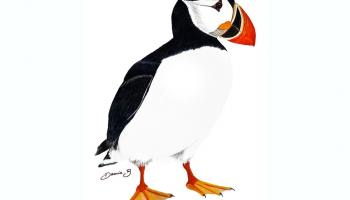 Journée Mondiale de la Biodiversité 