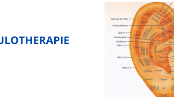 Conférence sur l'auriculothérapie