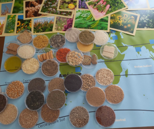 Jeux : « Graines d'avenir » - Bibliothèque de Cabestany