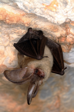 Conférence « Les chauves-souris : les connaître pour mieux les protéger » - Bibliothèque de Cabestany